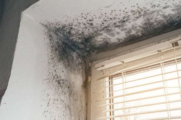 Affordable Mold Cleanup solutions in West Orange, NJ